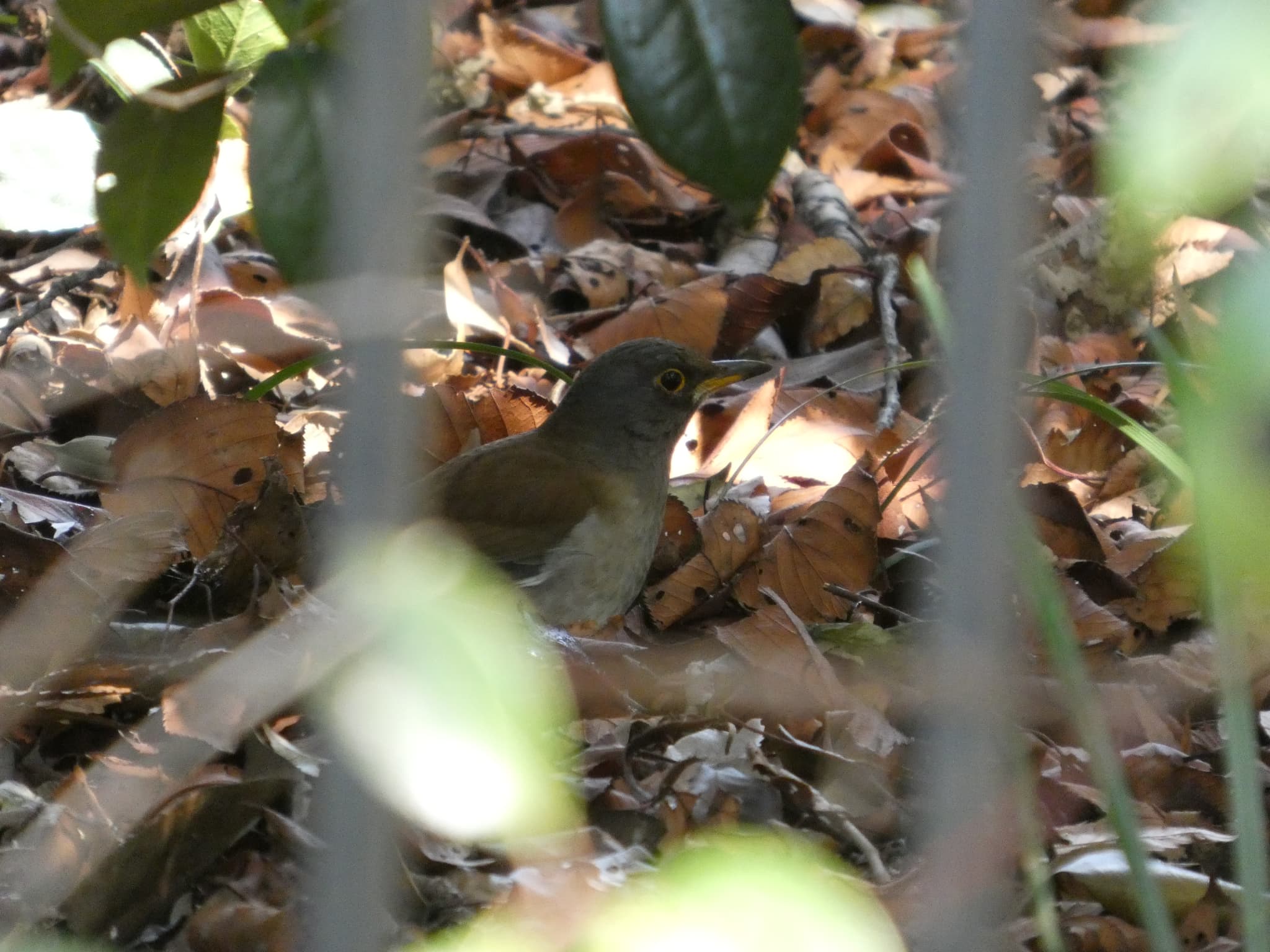 Turdus pallidus01